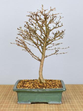 Bonsai Outdoor, Japanische Lärche (Larix kaempferi)